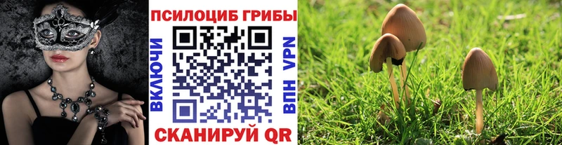 Галлюциногенные грибы Psilocybe  хочу   Ессентукская 